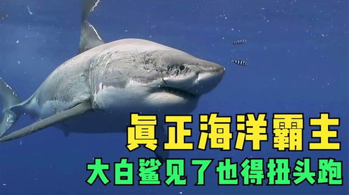 真正的海洋霸主,大白鲨见了也得扭头跑,号称鲸鱼杀手