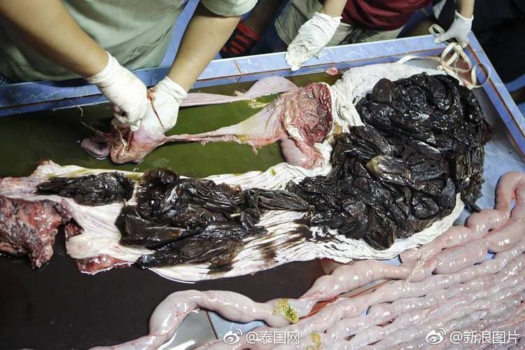 反胃吐出5个黑色塑料袋后死亡,兽医解剖鲸鱼后在它的胃中发现了80多